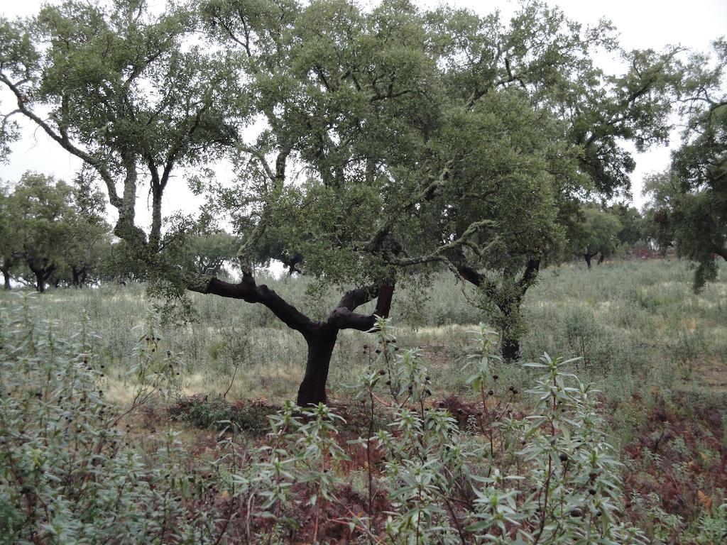 Casa Rural Sierra San Mamede La Codosera Εξωτερικό φωτογραφία
