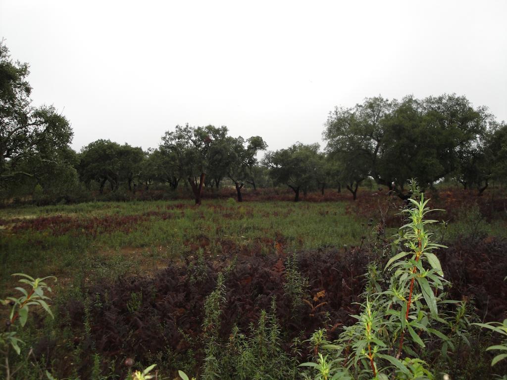 Casa Rural Sierra San Mamede La Codosera Εξωτερικό φωτογραφία