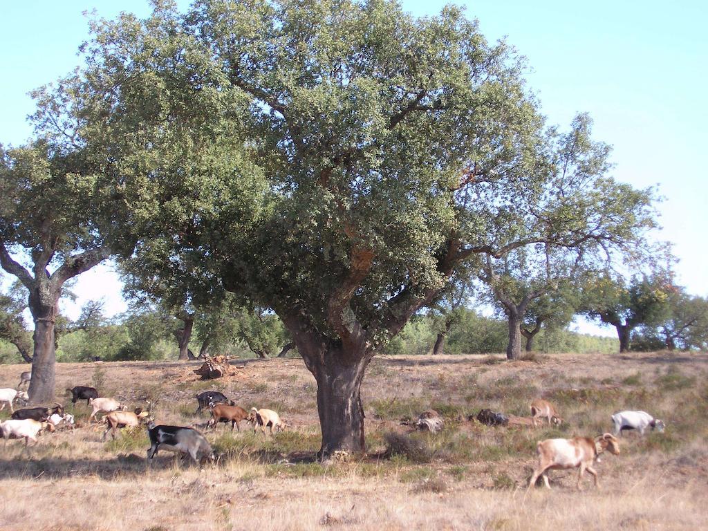 Casa Rural Sierra San Mamede La Codosera Εξωτερικό φωτογραφία