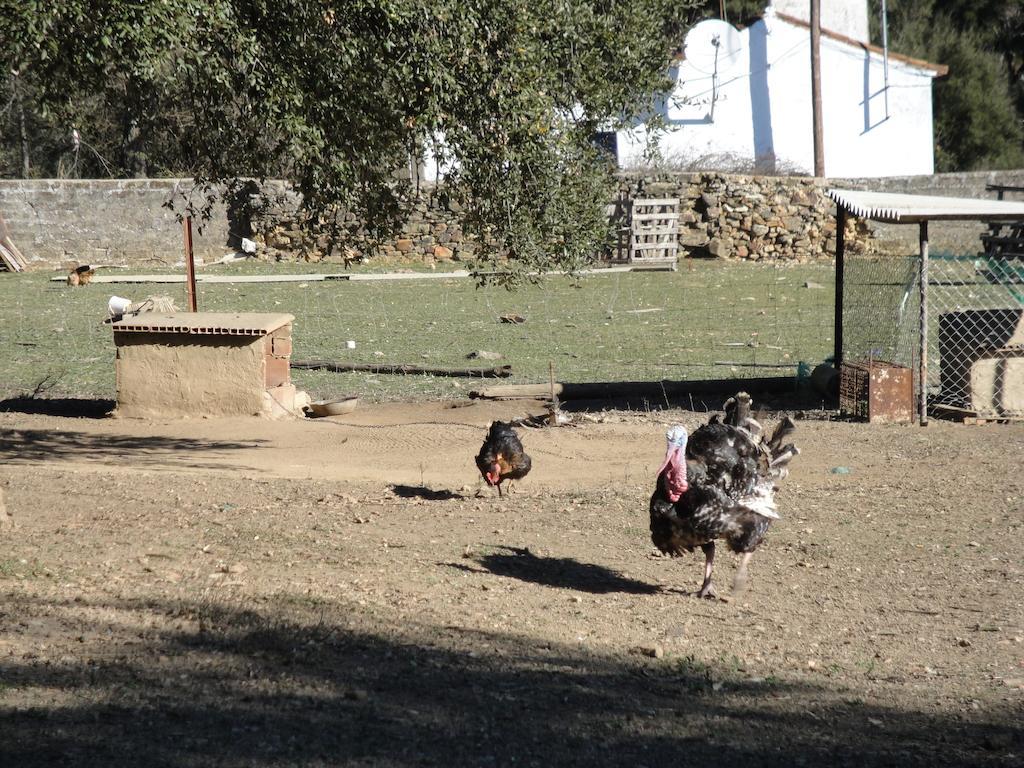 Casa Rural Sierra San Mamede La Codosera Εξωτερικό φωτογραφία