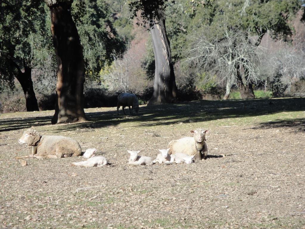 Casa Rural Sierra San Mamede La Codosera Εξωτερικό φωτογραφία
