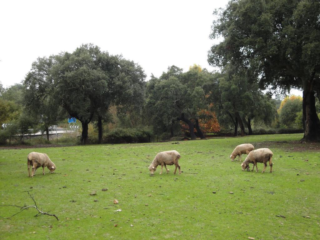 Casa Rural Sierra San Mamede La Codosera Εξωτερικό φωτογραφία