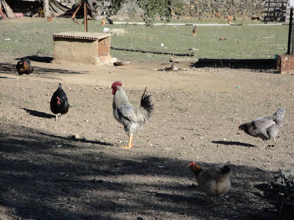 Casa Rural Sierra San Mamede La Codosera Εξωτερικό φωτογραφία